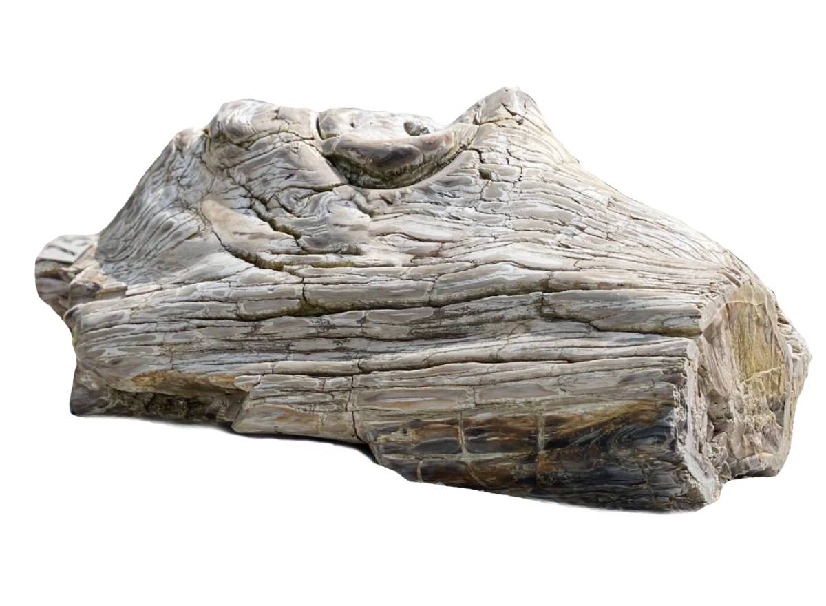 Versteinertes Holz_frei